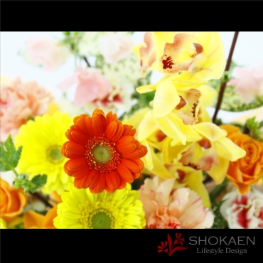 【アレンジ682】ロイン（Y/O/G）