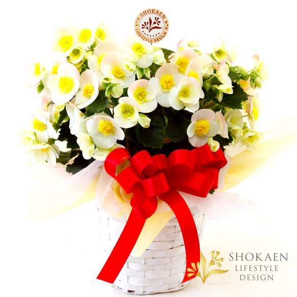 【母の日花鉢】ベゴニア（ヴァレンティーノホワイト）