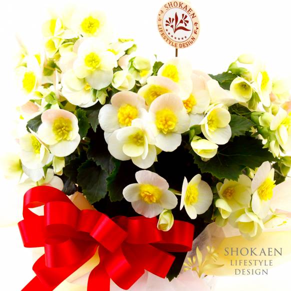 【母の日花鉢】ベゴニア（ヴァレンティーノホワイト）