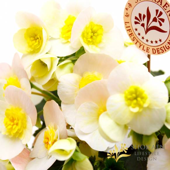 【母の日花鉢】ベゴニア（ヴァレンティーノホワイト）